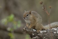 Baumsquirrel
