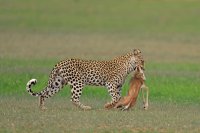 Leopard mit Springbock