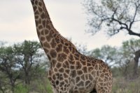 Giraffenbaby 