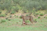 Gepard-Springbock